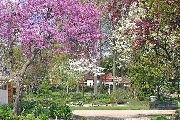 redbuds dogwoods